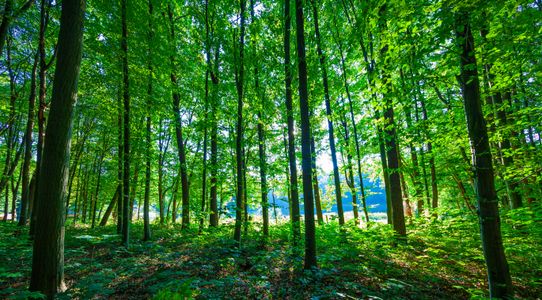 Sunlit Forest — 200-piece jigsaw puzzle