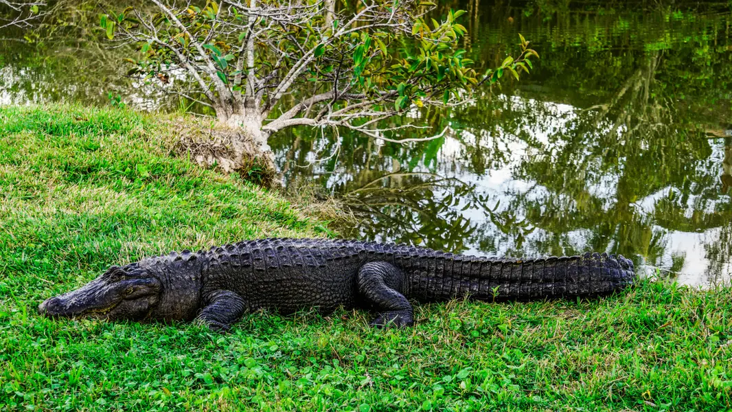 Alligator by the Lake — 300-piece jigsaw puzzle