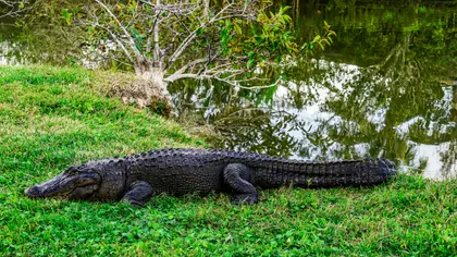 Alligator by the Lake — 300-piece jigsaw puzzle