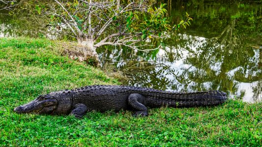 Alligator by the Lake — 300-piece jigsaw puzzle