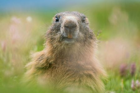 Marmot in Meadow — 500-piece jigsaw puzzle