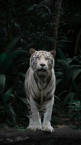 Majestic White Tiger — 300-piece jigsaw puzzle