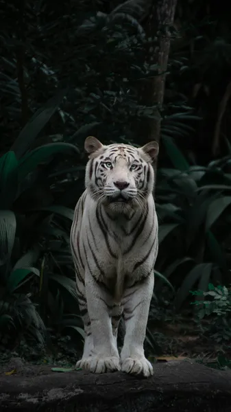 Tigre bianco maestoso — puzzle da 300 pezzi
