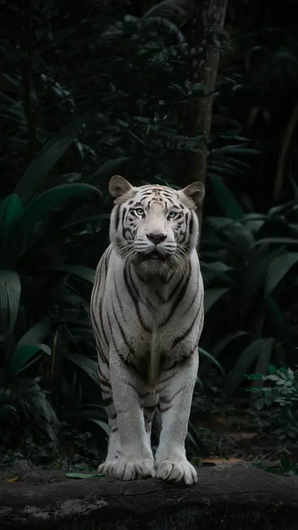 Majestic White Tiger — 300-piece jigsaw puzzle
