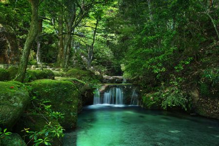 Tranquil Forest Oasis — 100-piece jigsaw puzzle