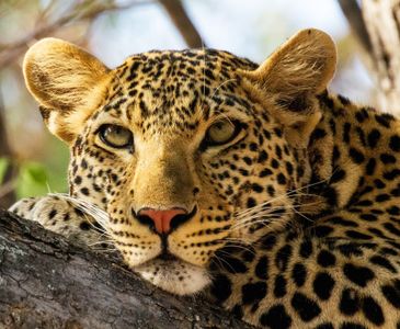 Leopard in Repose — 500-piece jigsaw puzzle