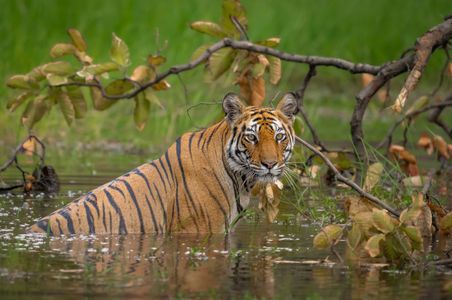 Tiger in Tranquil Waters — 200-piece jigsaw puzzle