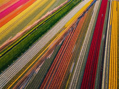 Vibrant Tulip Fields — 200-piece jigsaw puzzle