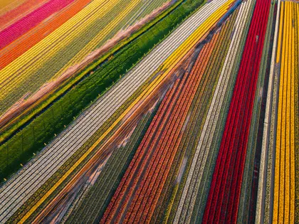 Vibrant Tulip Fields — 200-piece jigsaw puzzle