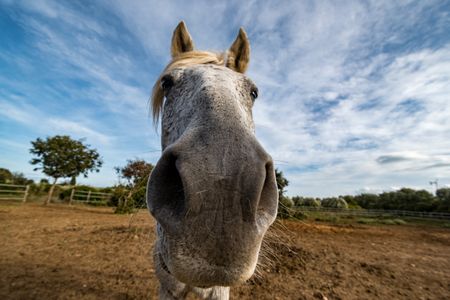 Curious Horse Close-Up — 100-piece jigsaw puzzle