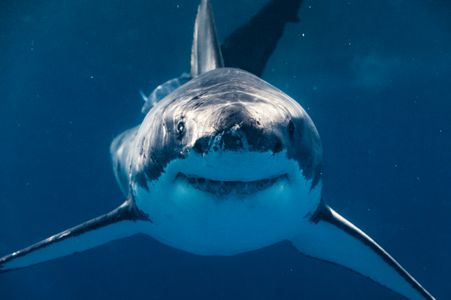 Majestic Ocean Predator — 100-piece jigsaw puzzle
