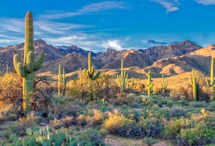 Desert Cactus Vista — 500-piece jigsaw puzzle