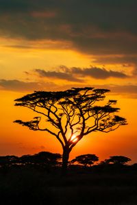 Serengeti Sunset — 150-piece jigsaw puzzle