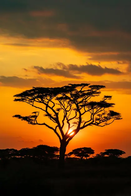 Serengeti Sunset — 150-piece jigsaw puzzle