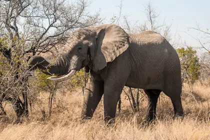 Majestic Elephant Walk — 200-piece jigsaw puzzle