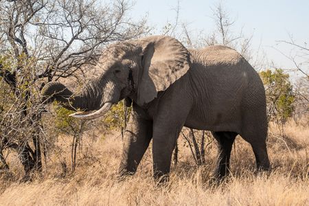 Majestic Elephant Walk — 200-piece jigsaw puzzle