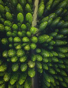 Forest from Above — 300-piece jigsaw puzzle