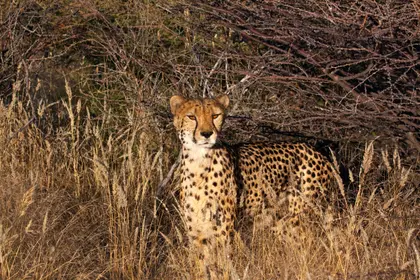 Cheetah in the Wild — 500-piece jigsaw puzzle
