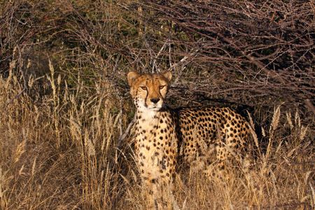 Cheetah in the Wild — 500-piece jigsaw puzzle