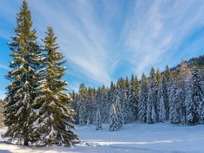 Winter Forest Serenity — 300-piece jigsaw puzzle