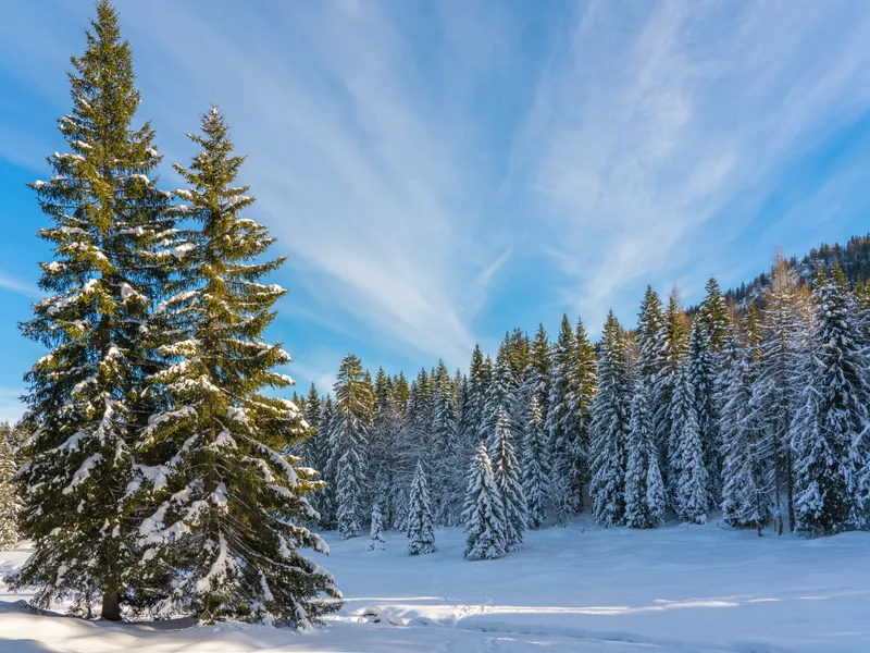 Vinterforestens frid — pussel med 300 bitar