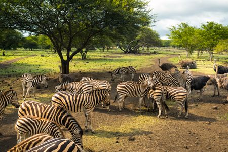 Zebras and Ostriches — 150-piece jigsaw puzzle