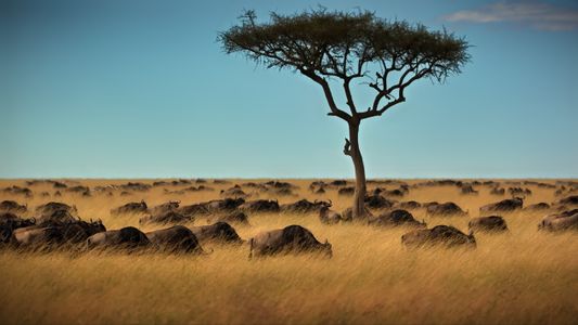Savannah Serenity — 300-piece jigsaw puzzle