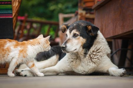 Curious Companions — 400-piece jigsaw puzzle