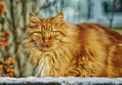 Majestic Ginger Cat — 400-piece jigsaw puzzle