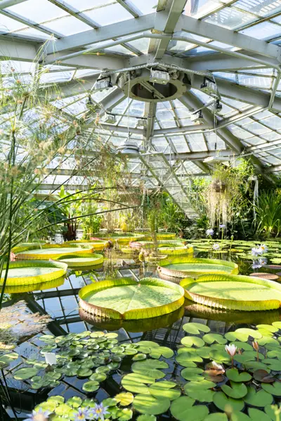 Lush Greenhouse Oasis — 300-piece jigsaw puzzle