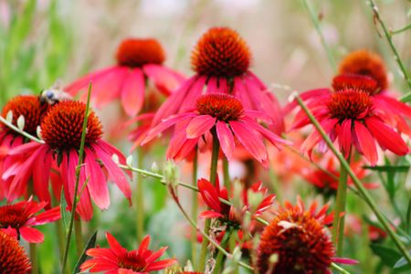 Vibrant Coneflowers — 100-piece jigsaw puzzle