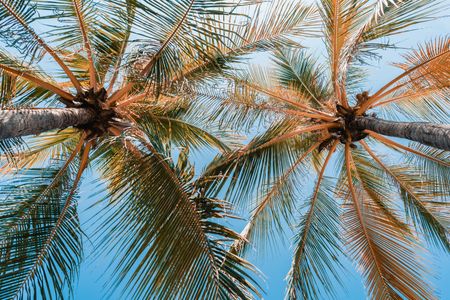 Under Palm Canopy — 300-piece jigsaw puzzle