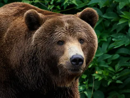 Brown Bear Among Green Foliage — 20-piece jigsaw puzzle