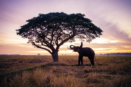 Elephant at Sunset — 64-piece jigsaw puzzle