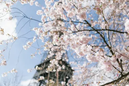 Spring Blossoms Eiffel — 200-piece jigsaw puzzle