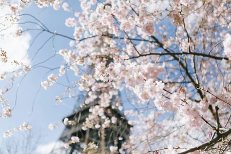 Spring Blossoms Eiffel — 200-piece jigsaw puzzle
