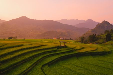 Golden Sunset Over Rice Fields — 300-piece jigsaw puzzle