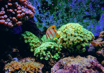 Vibrant Coral Reef — 400-piece jigsaw puzzle