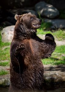 Playful Bear Pose — 300-piece jigsaw puzzle