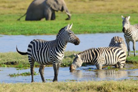 Zebras at Waterhole — 400-piece jigsaw puzzle