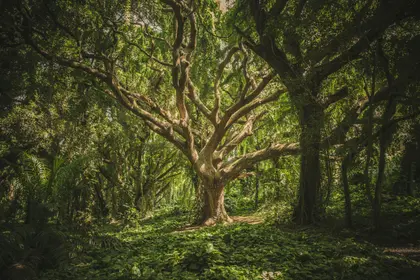 Majestic Forest Tree — 200-piece jigsaw puzzle
