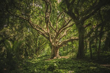 Majestic Forest Tree — 200-piece jigsaw puzzle