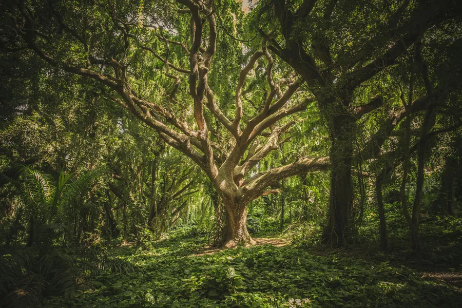 Albero maestoso della foresta — puzzle da 200 pezzi