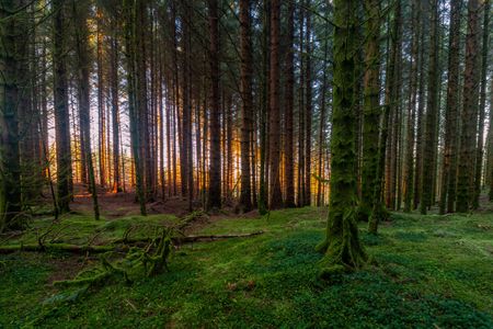 Zauberwaldglühen — 100-Teile-Puzzle