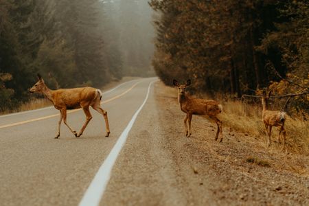 Deer on Misty Road — 150-piece jigsaw puzzle