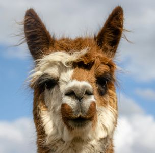 Curious Llama Stare — 500-piece jigsaw puzzle