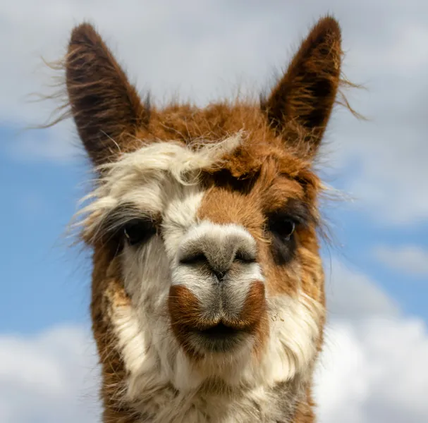 Curious Llama Stare — 500-piece jigsaw puzzle