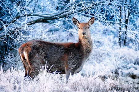 Winter Serenity with Deer — 300-piece jigsaw puzzle