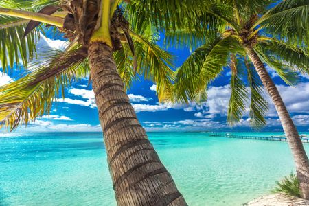 Tropical Paradise View — 100-piece jigsaw puzzle