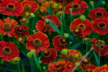 Scarlet Bloom Symphony — 400-piece jigsaw puzzle
